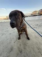 Chance, a male Perro de Presa Canario for sale in Anniston, AL – Photo 2 of 5