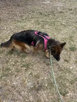 Elektra, a female German Shepherd Dog for sale in Tampa, FL – 2 of 4