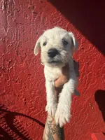 Charley, a female West Highland White Terrier and Chihuahua for sale in Tampa, FL – Photo 2 of 4