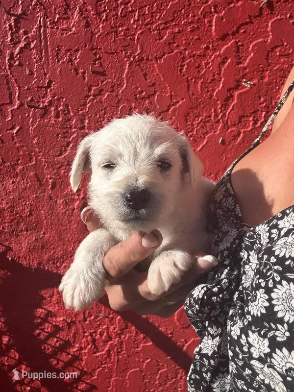 Charley – West Highland White Terrier, Chihuahua puppy for sale in Tampa, FL