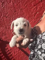 Charley, a female West Highland White Terrier and Chihuahua for sale in Tampa, FL – Photo 1 of 4