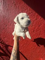 Charley, a female West Highland White Terrier and Chihuahua for sale in Tampa, FL – Photo 3 of 4