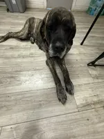 Jojo , a female English Mastiff for sale in Tampa, FL – 2 of 4