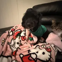 Jeffrey , a male Poodle - Miniature  for sale in Tampa, FL – Photo 3 of 6