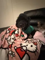 Orion , a male Poodle - Miniature  for sale in Anniston, AL – Photo 2 of 4