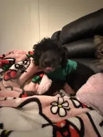 Orion , a male Poodle - Miniature  for sale in Anniston, AL – Photo 3 of 4