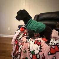 Jeffrey , a male Poodle - Miniature  for sale in Tampa, FL – Photo 2 of 6