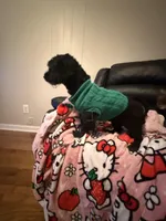Orion , a male Poodle - Miniature  for sale in Anniston, AL – Photo 1 of 4