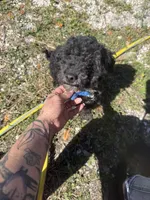 Jeffrey , a male Poodle - Miniature  for sale in Anniston, AL – Photo 5 of 6