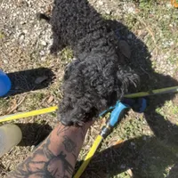Jeffrey , a male Poodle - Miniature  for sale in Tampa, FL – Photo 6 of 6