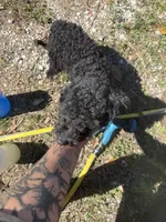 Jeffrey , a male Poodle - Miniature  for sale in Anniston, AL – Photo 6 of 6