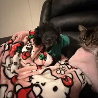 Jeffrey , a male Poodle - Miniature  for sale in Tampa, FL – Photo 4 of 6