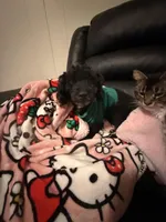 Orion , a male Poodle - Miniature  for sale in Anniston, AL – Photo 4 of 4