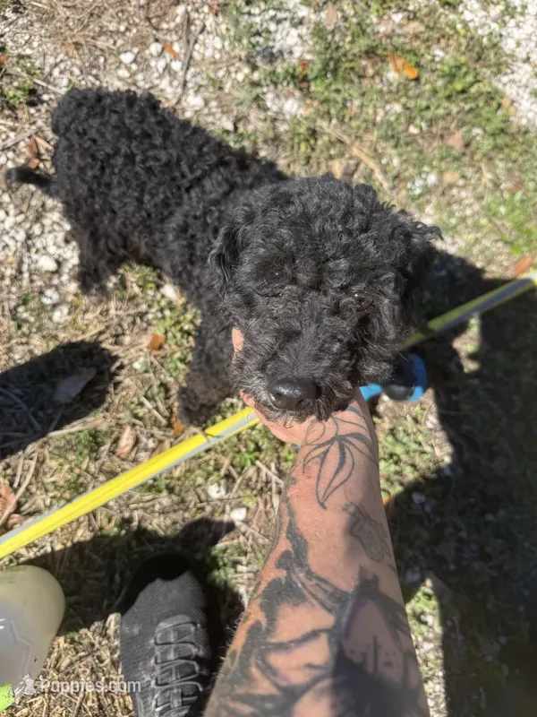 Jeffrey , a male Poodle - Miniature  for sale in Anniston, AL – Photo 1 of 6