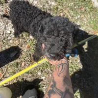 Jeffrey , a male Poodle - Miniature  for sale in Tampa, FL – Photo 1 of 6