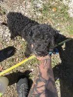Jeffrey , a male Poodle - Miniature  for sale in Anniston, AL – Photo 1 of 6