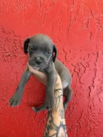 Blue girl, a female Cane Corso for sale in Tampa, FL – 3 of 5