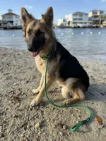 Caliber , a male German Shepherd Dog for sale in Tampa, FL – 9 of 10