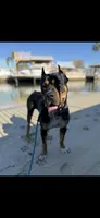Aurora , a female Rottweiler and Cane Corso for sale in Tampa, FL – 2 of 6