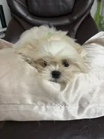 Tofu , a male Maltese and Shih Tzu for sale in Atlanta, GA – 5 of 6