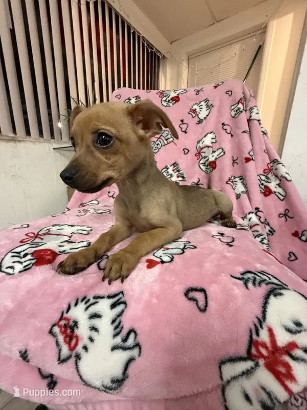Louie – Dachshund, Chihuahua puppy for sale in Tampa, FL