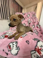 Louie, a male Dachshund and Chihuahua for sale in Tampa, FL – 1 of 5