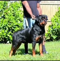 Sosa, a male Rottweiler for sale in Tampa, FL – Photo 1 of 7