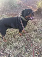 Sosa, a male Rottweiler for sale in Tampa, FL – Photo 5 of 7