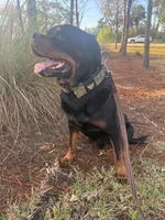 Sosa, a male Rottweiler for sale in Tampa, FL – Photo 2 of 7