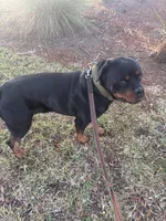 Sosa, a male Rottweiler for sale in Tampa, FL – Photo 4 of 7