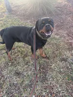 Sosa, a male Rottweiler for sale in Tampa, FL – Photo 6 of 7