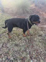 Sosa, a male Rottweiler for sale in Tampa, FL – Photo 7 of 7