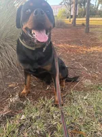 Sosa, a male Rottweiler for sale in Tampa, FL – Photo 3 of 7