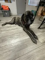 Jojo , a female English Mastiff for sale in Tampa, FL – 4 of 4