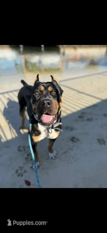 Aurora  – Rottweiler, Cane Corso puppy for sale in Tampa, FL