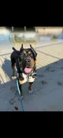 Aurora , a female Rottweiler and Cane Corso for sale in Tampa, FL – 1 of 6