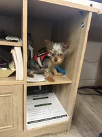 Benny, a male Yorkshire Terrier for sale in Atlanta, GA – 2 of 4