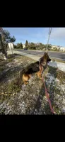 Elektra, a female German Shepherd Dog for sale in Tampa, FL – 4 of 4