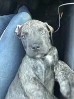 Corso pups, a female Cane Corso for sale in Atlanta, GA – 2 of 10