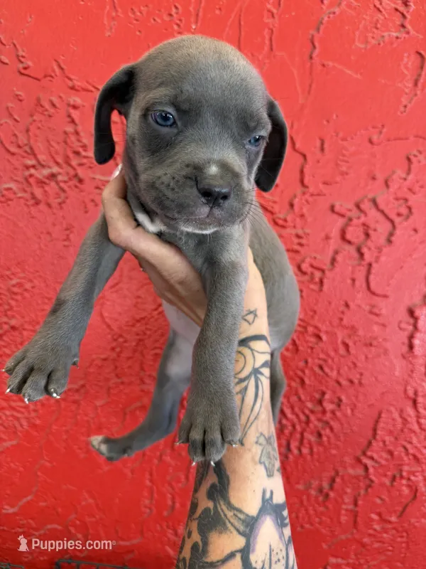 Blue girl – Cane Corso puppy for sale in Tampa, FL