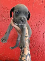 Blue girl, a female Cane Corso for sale in Tampa, FL – 1 of 5