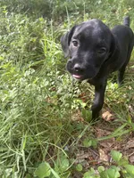 Corso pups, a female Cane Corso for sale in Atlanta, GA – 9 of 10