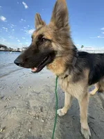 Caliber , a male German Shepherd Dog for sale in Tampa, FL – 3 of 10