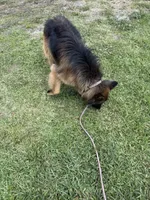 Kaiser, a male German Shepherd Dog for sale in Tampa, FL – 4 of 5