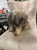 Ronnie, a male Shih Tzu for sale in Tampa, FL – 2 of 5