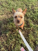 Walle , a male Yorkshire Terrier for sale in Tampa, FL – 4 of 5