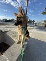 Caliber , a male German Shepherd Dog for sale in Tampa, FL – 7 of 10
