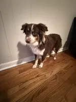 Big red , a male Miniature Australian Shepherd for sale in Anniston, AL – Photo 4 of 4