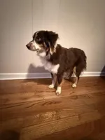 Big red , a male Miniature Australian Shepherd for sale in Anniston, AL – Photo 3 of 4