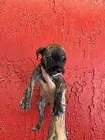 Bella, a female Cane Corso for sale in Tampa, FL – 2 of 5